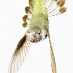 The Tail Spin 20 x 30 - Photograph on Aluminum 20 x 30 Edition of 20
