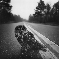 Owl on Road 1974 - 20 x 24 Photograph